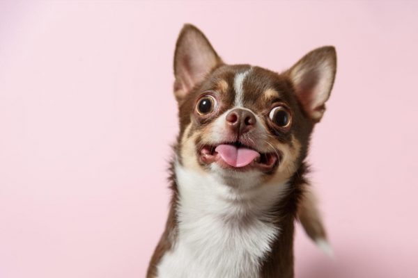 Cute brown mexican chihuahua dog with tongue out isolated on pink ...