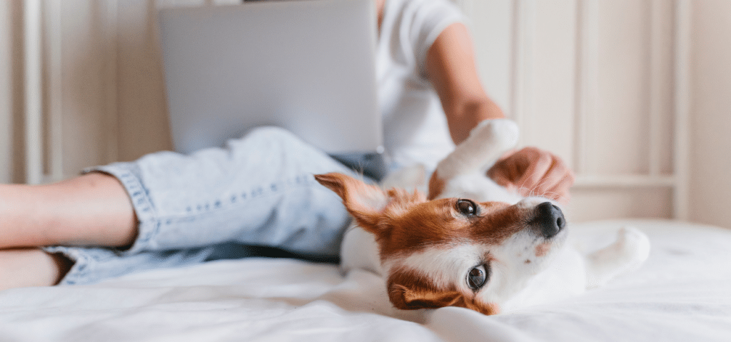 dog laying on bed with female rubbing his belly with a laptop on her lap - portfolio - influencer