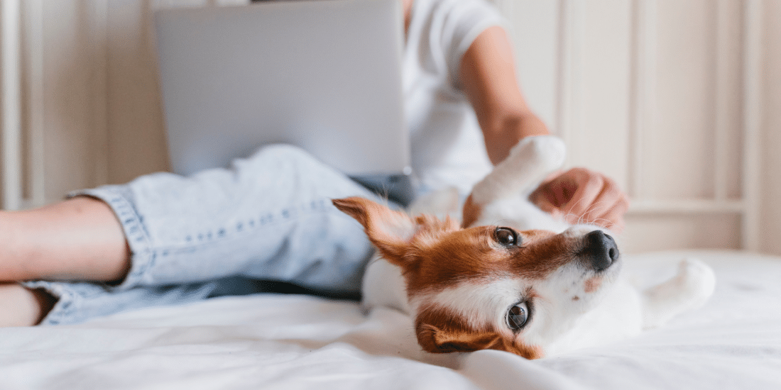 dog laying on bed with female rubbing his belly with a laptop on her lap - portfolio - influencer