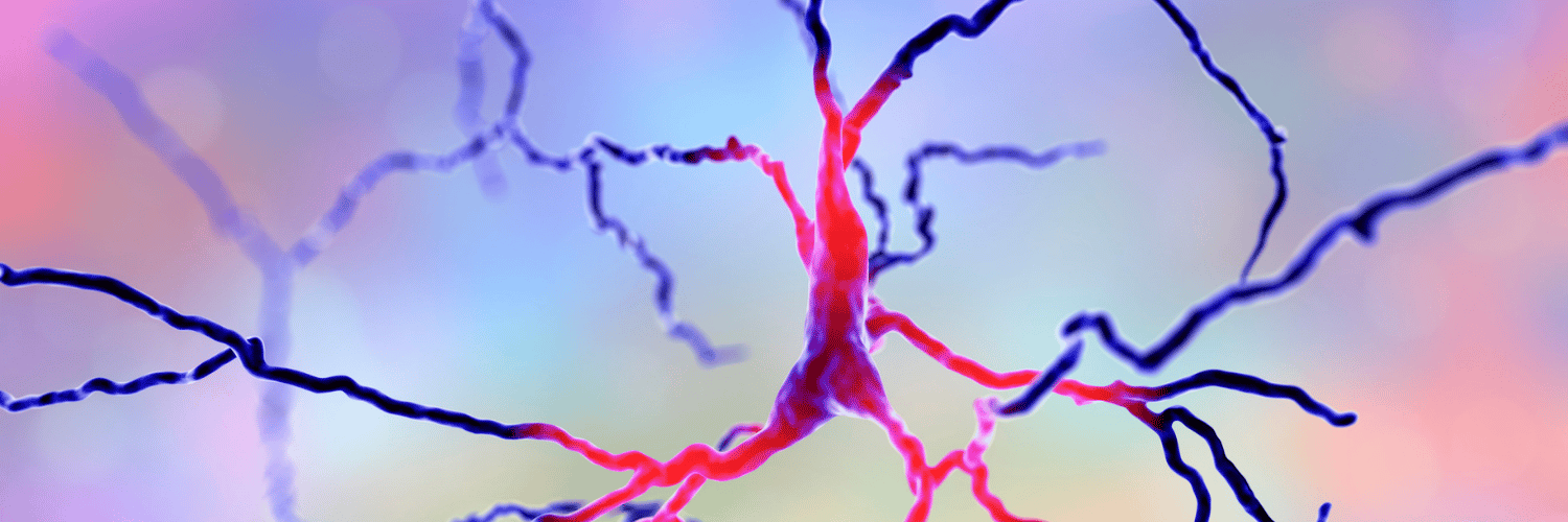 brain neurons and connections